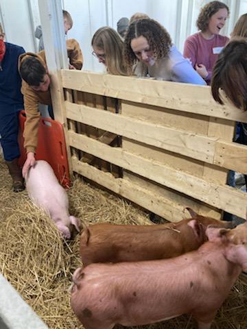 students looking at pigs